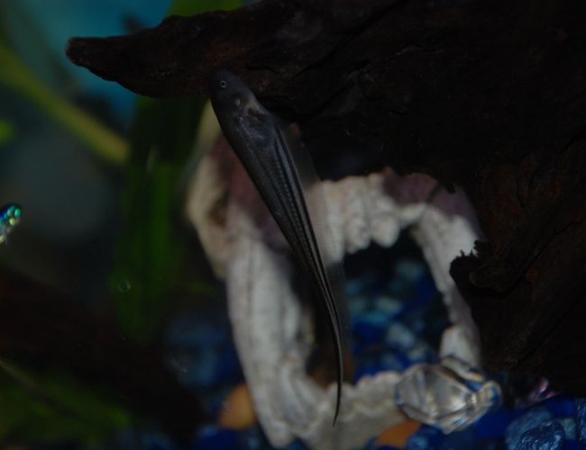 freshwater fish - eigenmannia virescens - glass knife fish stocking in 37 gallons tank - Dulcinea the transparent knife freshwater fish - eigenmannia virescens - glass knife fish stocking in 37 gallons tank - Dulcinea the transparent knife