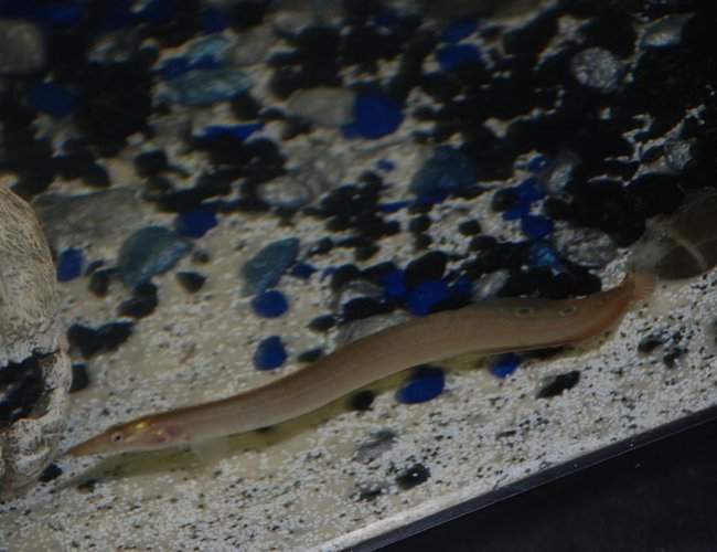 freshwater fish - macrognathus siamensis - peacock eel stocking in 37 gallons tank - Demure the spiny eel freshwater fish - macrognathus siamensis - peacock eel stocking in 37 gallons tank - Demure the spiny eel