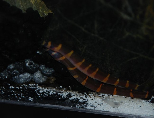 freshwater fish - pangio sp. - black kuhlii loach stocking in 37 gallons tank - Kuhli cave freshwater fish - pangio sp. - black kuhlii loach stocking in 37 gallons tank - Kuhli cave