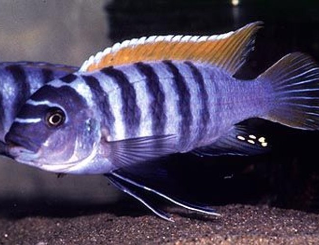 freshwater fish - maylandia emmiltos - red top zebra stocking in 72 gallons tank - My red top zebra freshwater fish - maylandia emmiltos - red top zebra stocking in 72 gallons tank - My red top zebra