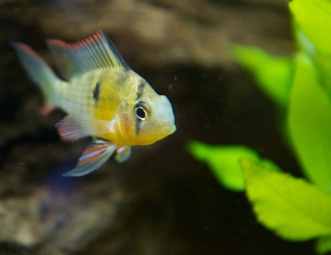freshwater fish - microgeophagus altispinosa - bolivian ram stocking in 37 gallons tank - Bolivian Ram freshwater fish - microgeophagus altispinosa - bolivian ram stocking in 37 gallons tank - Bolivian Ram