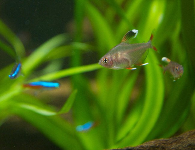 freshwater fish - hyphessobrycon bentosi - white tip tetra stocking in 37 gallons tank - White-Tip Tetra with neons in background freshwater fish - hyphessobrycon bentosi - white tip tetra stocking in 37 gallons tank - White-Tip Tetra with neons in background