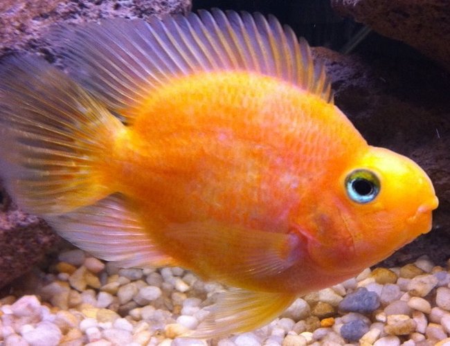 freshwater fish - heros severus x amphilophus citrinellum - blood parrot stocking in 35 gallons tank - Parrot Fish freshwater fish - heros severus x amphilophus citrinellum - blood parrot stocking in 35 gallons tank - Parrot Fish