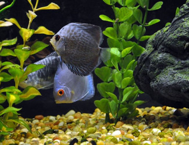 freshwater fish - symphysodon sp. - blue diamond discus stocking in 55 gallons tank - Blue diamond and blue snakeskin discus. freshwater fish - symphysodon sp. - blue diamond discus stocking in 55 gallons tank - Blue diamond and blue snakeskin discus.