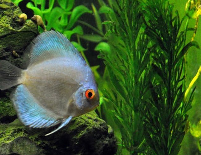 freshwater fish - symphysodon sp. - blue diamond discus stocking in 55 gallons tank - Blue diamond discus. freshwater fish - symphysodon sp. - blue diamond discus stocking in 55 gallons tank - Blue diamond discus.