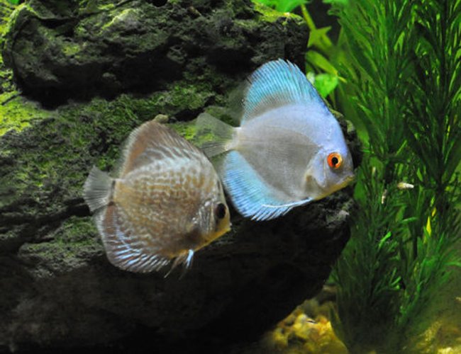 freshwater fish - symphysodon sp. - blue diamond discus stocking in 55 gallons tank - Blue diamond and blue snakeskin discus. freshwater fish - symphysodon sp. - blue diamond discus stocking in 55 gallons tank - Blue diamond and blue snakeskin discus.
