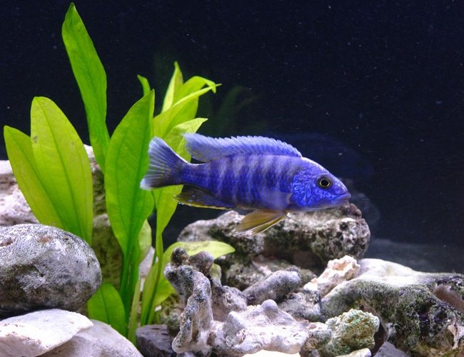 freshwater fish - aulonocara hansbaenschi - red shoulder peacock stocking in 55 gallons tank - Red Shoulder Peacock - Aulonocara stuartgranti (Metangula) freshwater fish - aulonocara hansbaenschi - red shoulder peacock stocking in 55 gallons tank - Red Shoulder Peacock - Aulonocara stuartgranti (Metangula)