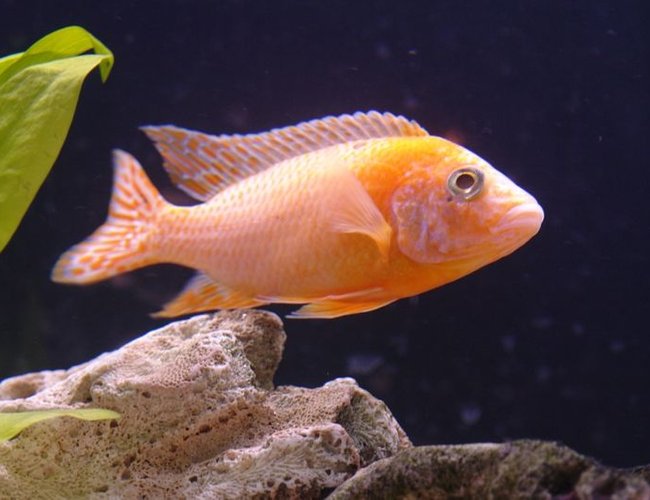 freshwater fish - aulonocara sp. - strawberry peacock cichlid stocking in 55 gallons tank - Strawberry Peacock - Aulonocara s freshwater fish - aulonocara sp. - strawberry peacock cichlid stocking in 55 gallons tank - Strawberry Peacock - Aulonocara s