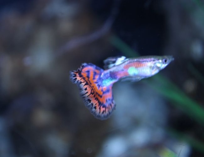 freshwater fish - poecilia reticulata - cobra guppy stocking in 125 gallons tank - guppy freshwater fish - poecilia reticulata - cobra guppy stocking in 125 gallons tank - guppy