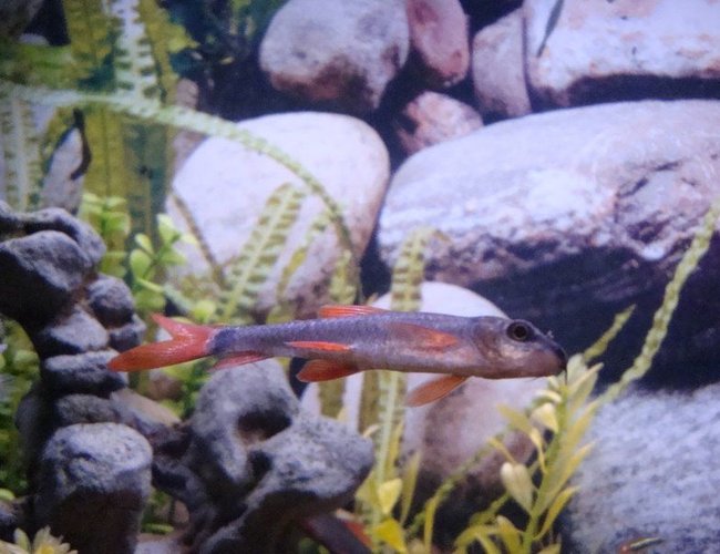 freshwater fish - epalzeorhynchos bicolor - redtail shark stocking in 55 gallons tank - Red Tail Shark freshwater fish - epalzeorhynchos bicolor - redtail shark stocking in 55 gallons tank - Red Tail Shark