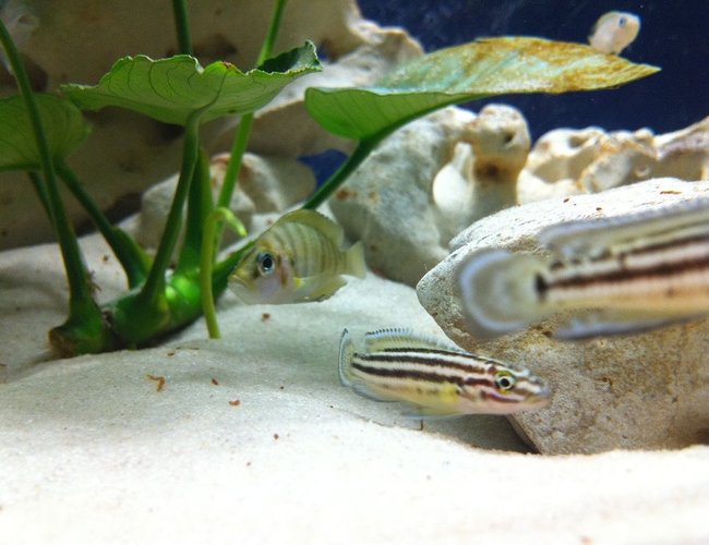 freshwater fish - julidochromis marlieri - marlieri cichlid stocking in 52 gallons tank - gold comp and mates freshwater fish - julidochromis marlieri - marlieri cichlid stocking in 52 gallons tank - gold comp and mates