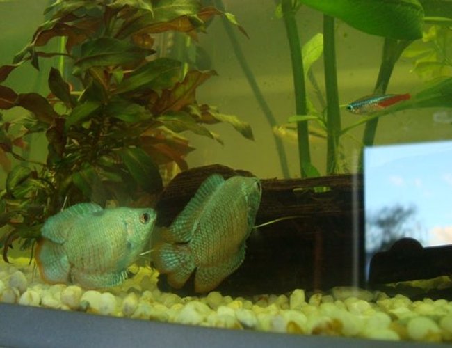 freshwater fish - colisa lalia - powder blue dwarf gourami stocking in 50 gallons tank - Finally got a pic of both of my goramis together and a bonus neon tetra freshwater fish - colisa lalia - powder blue dwarf gourami stocking in 50 gallons tank - Finally got a pic of both of my goramis together and a bonus neon tetra