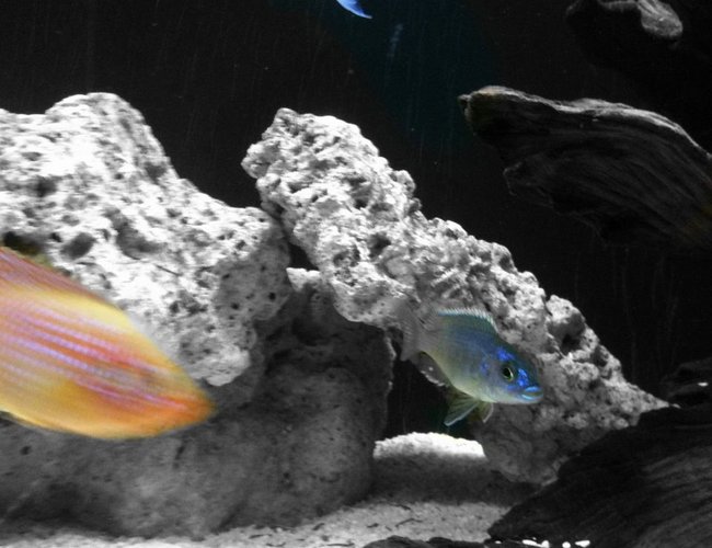 freshwater fish - aulonocara sp. - strawberry peacock cichlid stocking in 40 gallons tank - young ones freshwater fish - aulonocara sp. - strawberry peacock cichlid stocking in 40 gallons tank - young ones