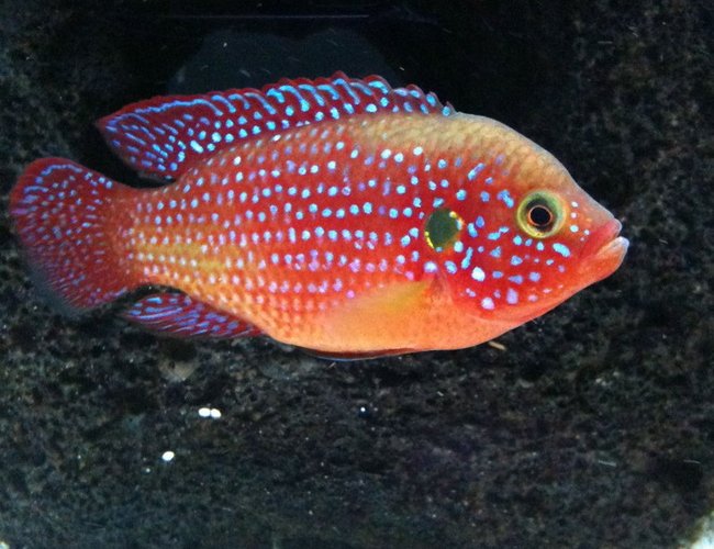 freshwater fish - hemichromis bimaculatus - jewel cichlid stocking in 40 gallons tank - red jewel freshwater fish - hemichromis bimaculatus - jewel cichlid stocking in 40 gallons tank - red jewel