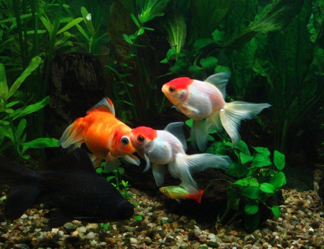 freshwater fish - carassius auratus - red cap oranda goldfish stocking in 25 gallons tank - goldfish freshwater fish - carassius auratus - red cap oranda goldfish stocking in 25 gallons tank - goldfish
