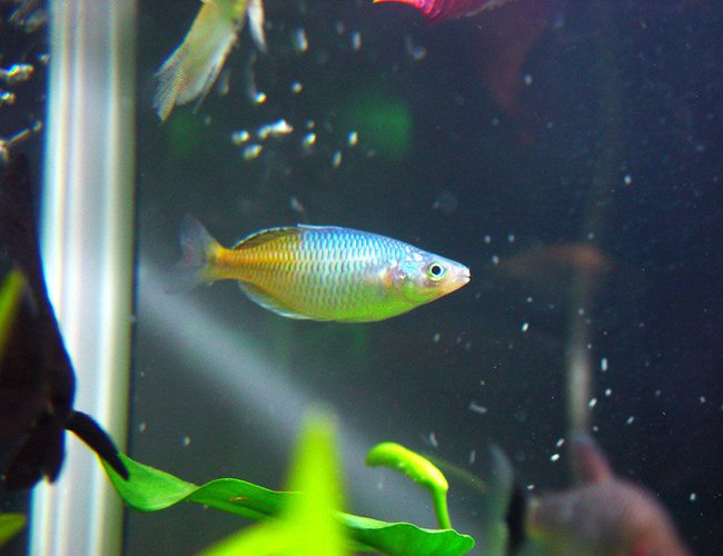freshwater fish - melanotaenia boesemani - boesemani rainbow stocking in 540 gallons tank - my aquarium freshwater fish - melanotaenia boesemani - boesemani rainbow stocking in 540 gallons tank - my aquarium