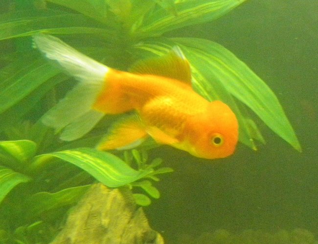 freshwater fish - carassius auratus - oranda goldfish stocking in 46 gallons tank - My oranda Flounder freshwater fish - carassius auratus - oranda goldfish stocking in 46 gallons tank - My oranda Flounder