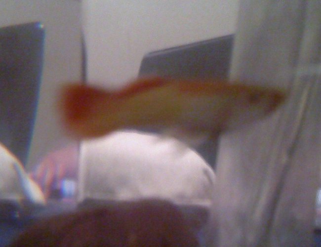 freshwater fish - xiphophorus maculatus - platy stocking in 3 gallons tank - Nobama I think she is prego Plz Help! freshwater fish - xiphophorus maculatus - platy stocking in 3 gallons tank - Nobama I think she is prego Plz Help!