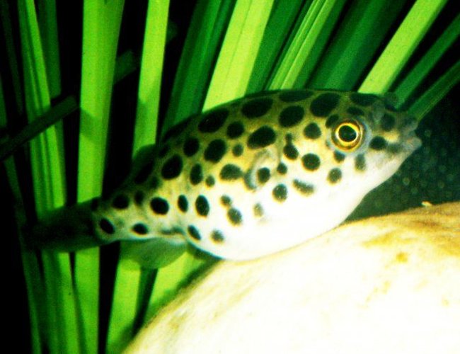 freshwater fish - tetraodon nigroviridis - green spotted puffer stocking in 75 gallons tank - Green Spotted Puffer freshwater fish - tetraodon nigroviridis - green spotted puffer stocking in 75 gallons tank - Green Spotted Puffer