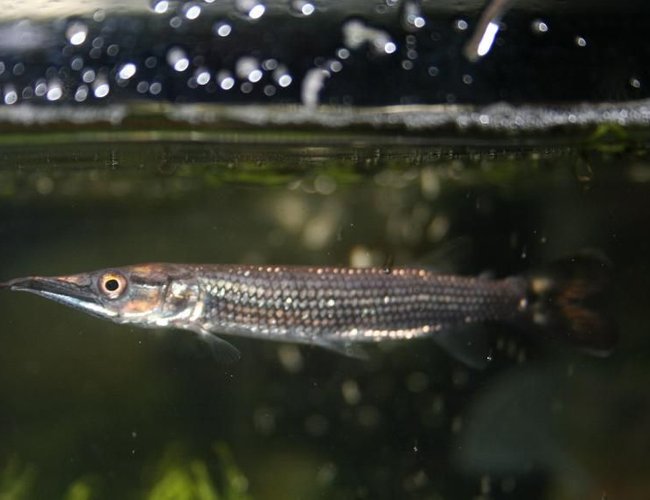freshwater fish - ctenolucius hujeta - hujeta gar stocking in 75 gallons tank - my hujeta gar freshwater fish - ctenolucius hujeta - hujeta gar stocking in 75 gallons tank - my hujeta gar