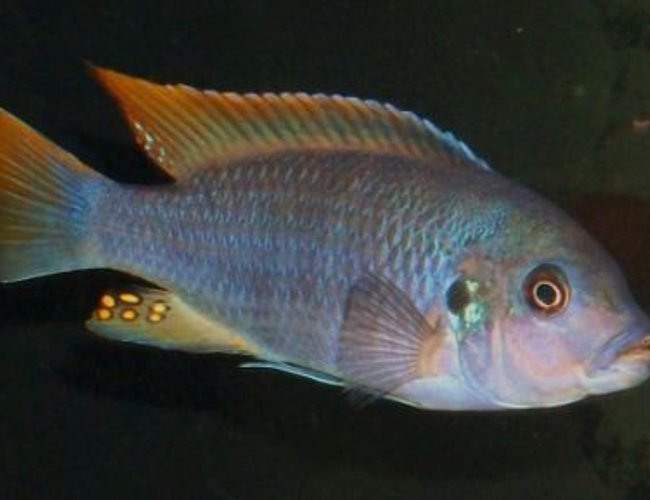 freshwater fish - metriaclima greshakei - ice blue red top zebra stocking in 55 gallons tank - My Dominate Male Metriaclima Greshakei freshwater fish - metriaclima greshakei - ice blue red top zebra stocking in 55 gallons tank - My Dominate Male Metriaclima Greshakei