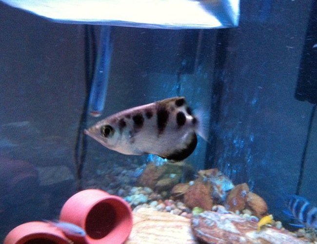 freshwater fish - toxotes jaculatrix - archer fish stocking in 54 gallons tank - Archer Fish freshwater fish - toxotes jaculatrix - archer fish stocking in 54 gallons tank - Archer Fish