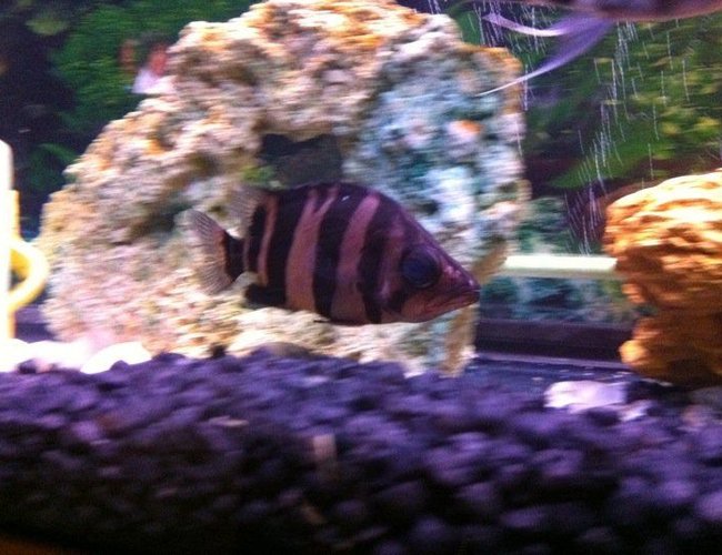 freshwater fish - datnioides microlepis - gold tiger datnoid stocking in 54 gallons tank - Gold Tiger Datnoid freshwater fish - datnioides microlepis - gold tiger datnoid stocking in 54 gallons tank - Gold Tiger Datnoid