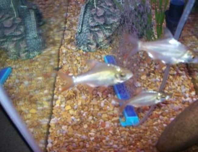 freshwater fish - barbus schwanefeldi - tinfoil red tail barb stocking in 55 gallons tank - REDFIN BARBS freshwater fish - barbus schwanefeldi - tinfoil red tail barb stocking in 55 gallons tank - REDFIN BARBS