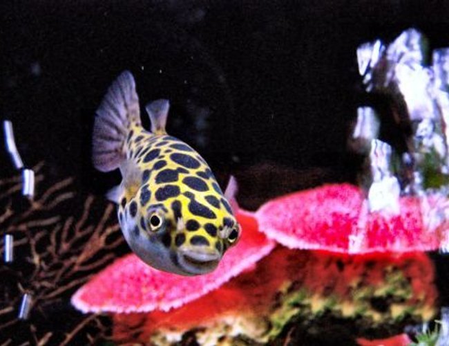 freshwater fish - tetraodon nigroviridis - green spotted puffer stocking in 55 gallons tank - Green Spotted Puffer
in 55 Gallon Brackish water tank freshwater fish - tetraodon nigroviridis - green spotted puffer stocking in 55 gallons tank - Green Spotted Puffer
in 55 Gallon Brackish water tank