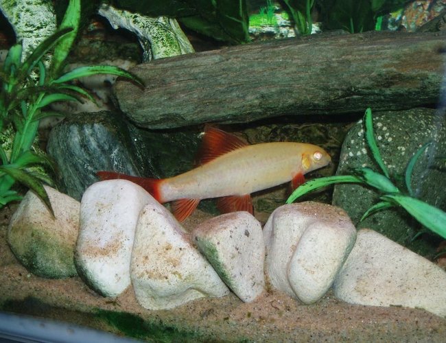 freshwater fish - epalzeorhynchos frenatus - albino rainbow shark stocking in 22 gallons tank - Sharky hiding in his cave waiting to pounce on someone else who dares to come close! freshwater fish - epalzeorhynchos frenatus - albino rainbow shark stocking in 22 gallons tank - Sharky hiding in his cave waiting to pounce on someone else who dares to come close!