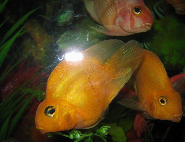 freshwater fish - heros severus x amphilophus citrinellum - blood parrot stocking in 90 gallons tank - parrots1 freshwater fish - heros severus x amphilophus citrinellum - blood parrot stocking in 90 gallons tank - parrots1