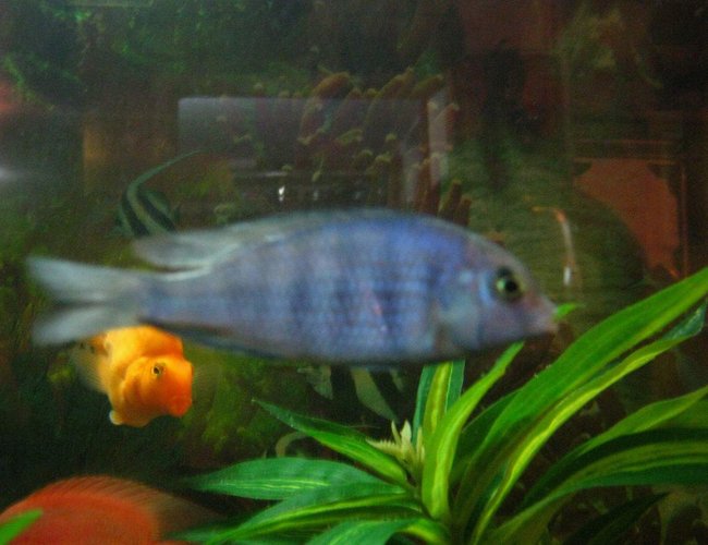 freshwater fish - cyrtocara moorii - blue dolphin cichlid stocking in 90 gallons tank - dolphin freshwater fish - cyrtocara moorii - blue dolphin cichlid stocking in 90 gallons tank - dolphin
