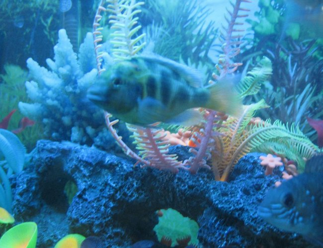 freshwater fish - nimbochromis venustus - venustus cichlid stocking in 90 gallons tank - cichlids2 freshwater fish - nimbochromis venustus - venustus cichlid stocking in 90 gallons tank - cichlids2