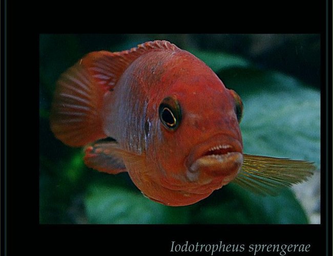freshwater fish - iodotropheus sprengerae - rusty cichlid stocking in 180 gallons tank - Iodotropeus sprengerae is from my aquarium freshwater fish - iodotropheus sprengerae - rusty cichlid stocking in 180 gallons tank - Iodotropeus sprengerae is from my aquarium