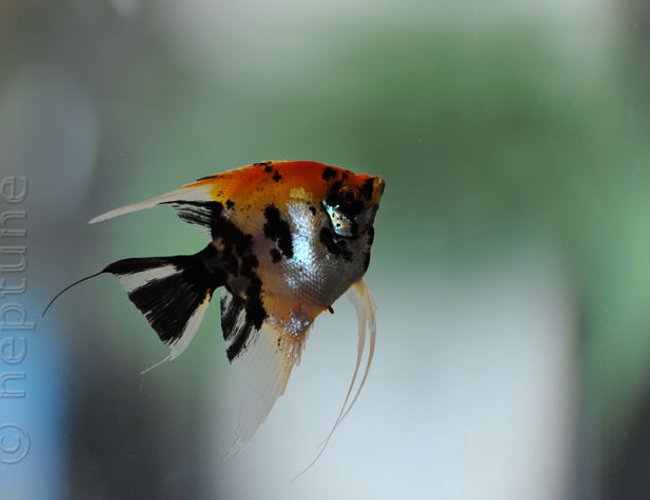 freshwater fish - pterophyllum sp. - koi angel stocking in 64 gallons tank - My Angels freshwater fish - pterophyllum sp. - koi angel stocking in 64 gallons tank - My Angels