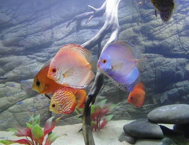 freshwater fish - symphysodon sp. - blue diamond discus stocking in 125 gallons tank - My Discus Cru freshwater fish - symphysodon sp. - blue diamond discus stocking in 125 gallons tank - My Discus Cru