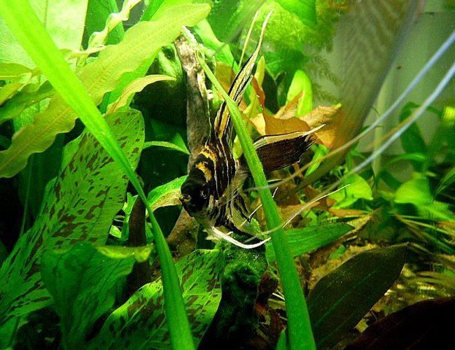 freshwater fish - pterophyllum sp. - marble veil angel stocking in 38 gallons tank - My Black Marbel Fantail Angel freshwater fish - pterophyllum sp. - marble veil angel stocking in 38 gallons tank - My Black Marbel Fantail Angel