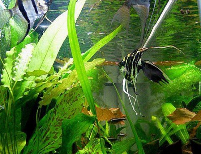freshwater fish - pterophyllum sp. - marble veil angel stocking in 38 gallons tank - Three of my South American Cichlids. 2 Oronocco Angels, 1 Black Marbel Fantail Angel freshwater fish - pterophyllum sp. - marble veil angel stocking in 38 gallons tank - Three of my South American Cichlids. 2 Oronocco Angels, 1 Black Marbel Fantail Angel