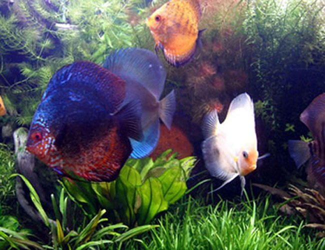 freshwater fish - symphysodon aequifasciata - green discus stocking in 75 gallons tank - Some of my oldest kids! freshwater fish - symphysodon aequifasciata - green discus stocking in 75 gallons tank - Some of my oldest kids!