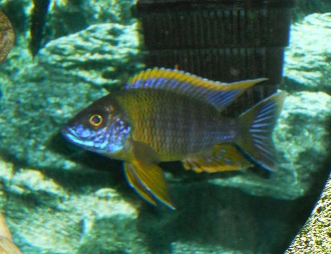 freshwater fish - aulonocara sp. - red top lwanda stocking in 54 gallons tank - Red Top Lwanda freshwater fish - aulonocara sp. - red top lwanda stocking in 54 gallons tank - Red Top Lwanda