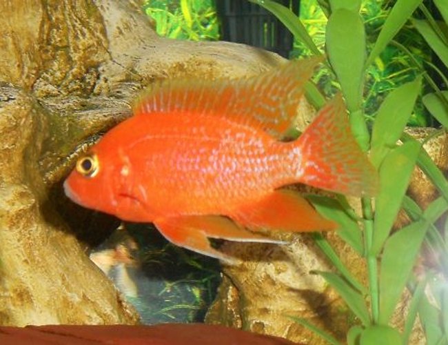 freshwater fish - aulonocara sp. - dragon blood peacock stocking in 54 gallons tank - Dragon Blood Peacock maybe? freshwater fish - aulonocara sp. - dragon blood peacock stocking in 54 gallons tank - Dragon Blood Peacock maybe?
