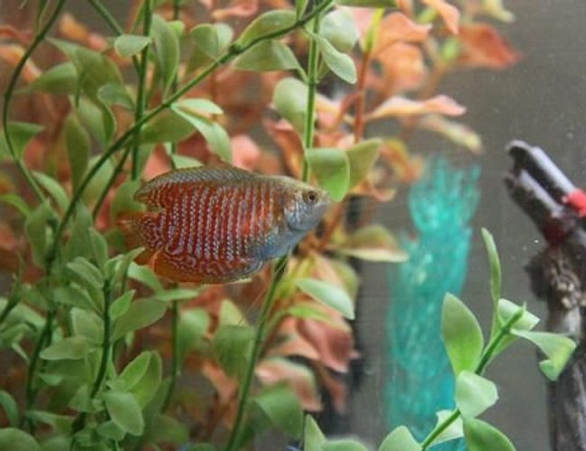 freshwater fish - colisa lalia - dwarf gourami stocking in 35 gallons tank - dwarf gourami freshwater fish - colisa lalia - dwarf gourami stocking in 35 gallons tank - dwarf gourami
