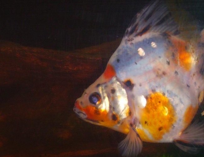 freshwater fish - carassius auratus - calico ryukin goldfish stocking in 35 gallons tank - My calico ryukin freshwater fish - carassius auratus - calico ryukin goldfish stocking in 35 gallons tank - My calico ryukin