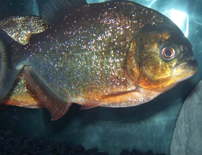 freshwater fish - pygocentrus nattereri - redbellied pirhana stocking in 120 gallons tank - 1 x 8" Red Belly Piranha (Male) freshwater fish - pygocentrus nattereri - redbellied pirhana stocking in 120 gallons tank - 1 x 8" Red Belly Piranha (Male)