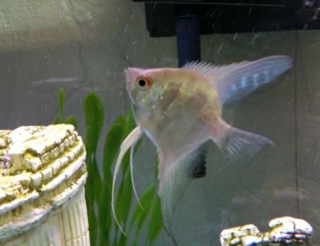freshwater fish - pterophyllum sp. - silver zebra angel stocking in 36 gallons tank - Angel fish freshwater fish - pterophyllum sp. - silver zebra angel stocking in 36 gallons tank - Angel fish