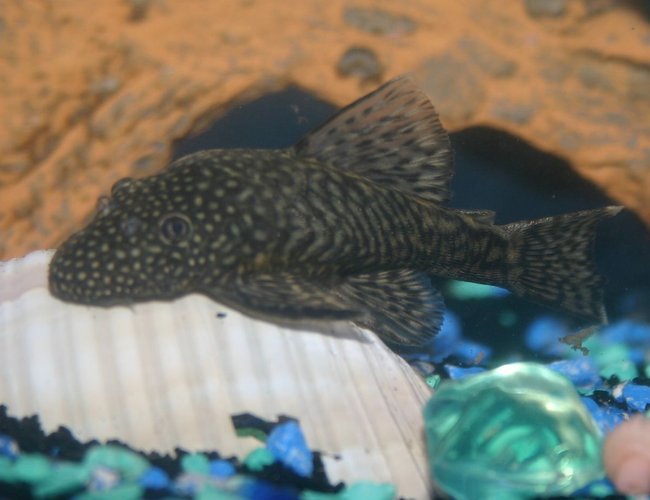 freshwater fish - ancistrus sp. - bushy nose pleco stocking in 36 gallons tank - Female Bristlenose Pleco freshwater fish - ancistrus sp. - bushy nose pleco stocking in 36 gallons tank - Female Bristlenose Pleco