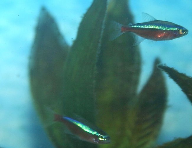 freshwater fish - paracheirodon axelrodi - cardinal tetra stocking in 36 gallons tank - Cardinal Tetras freshwater fish - paracheirodon axelrodi - cardinal tetra stocking in 36 gallons tank - Cardinal Tetras