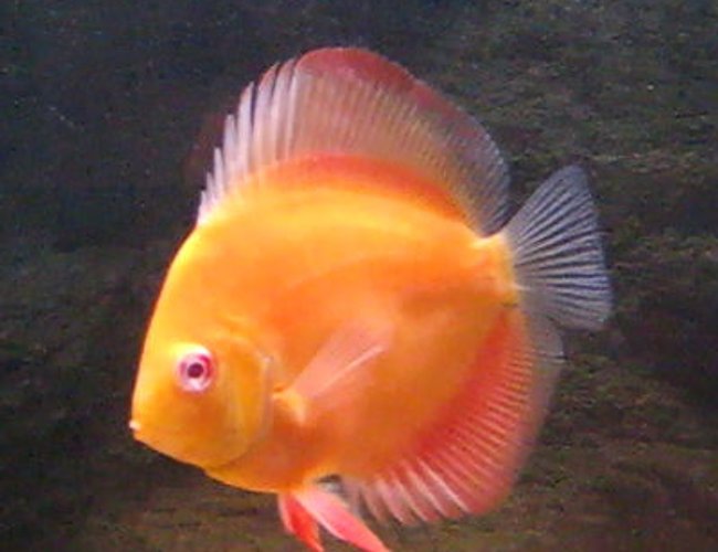 freshwater fish - symphysodon sp. - red marlboro discus stocking in 80 gallons tank freshwater fish - symphysodon sp. - red marlboro discus stocking in 80 gallons tank