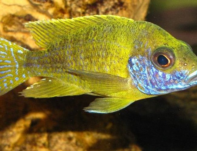 freshwater fish - aulonocara stuartgranti - orange peacock stocking in 137 gallons tank - Aulonocara sp. ''Stuartgranti Maleri'' freshwater fish - aulonocara stuartgranti - orange peacock stocking in 137 gallons tank - Aulonocara sp. ''Stuartgranti Maleri''