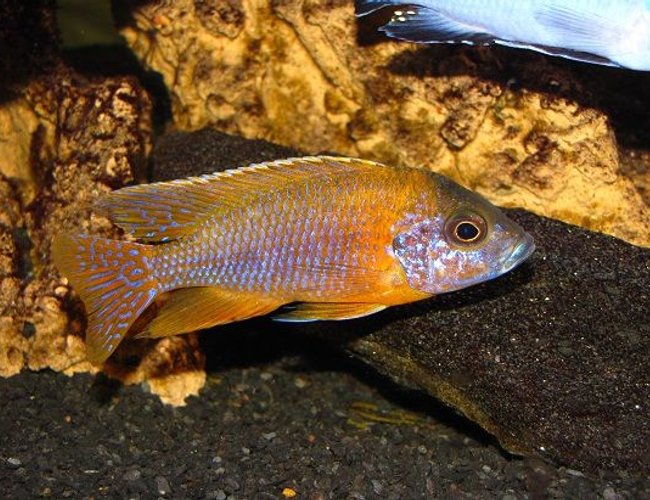 freshwater fish - aulonocara rubescens - ruby red peacock stocking in 137 gallons tank - Aulonocara var. ''Rubescens'' freshwater fish - aulonocara rubescens - ruby red peacock stocking in 137 gallons tank - Aulonocara var. ''Rubescens''